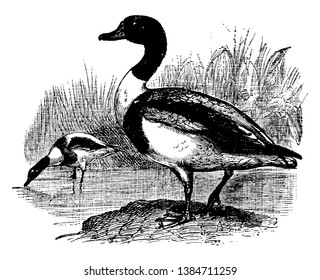 Common Shelduck is a duck distinguished by its red bill and white, vintage line drawing or engraving illustration.