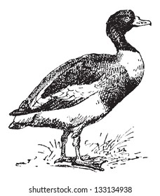 Common Shelduck or Tadorna tadorna, vintage engraved illustration. Dictionary of Words and Things - Larive and Fleury - 1895