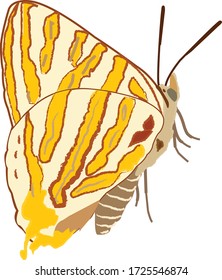 Common silverline butterfly, Cigaritis vulcanus, Hesaraghatta, Bangalore, Karnataka, India.