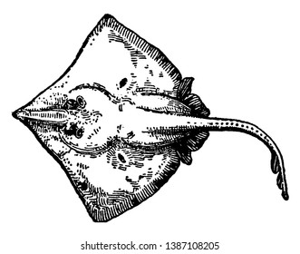 La piel común se caracteriza por las dos aletas dorsales en las colas, el dibujo de la línea vintage o la ilustración grabadora.
