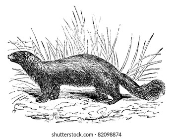 Common skunk (Mephitis mephitica) or polecats vintage engraved illustration. Trousset encyclopedia (1886 - 1891).