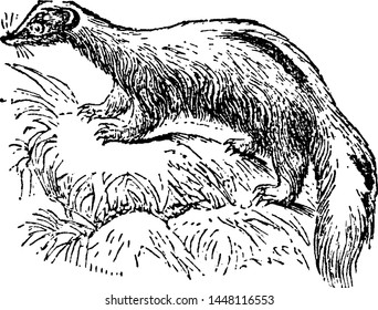 Common Skunk, vintage engraved illustration.