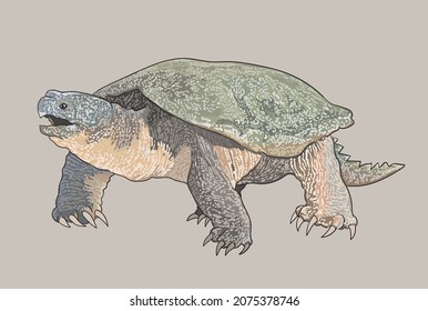 Common Snapping Turtle Drawing, Predator, Art.illustration, Vector