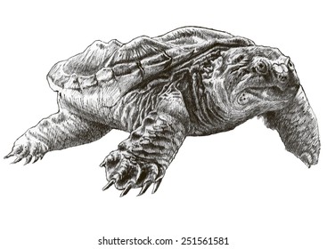 Common snapping turtle. Hand drawn.