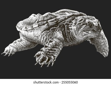 Common snapping turtle. Hand drawn.