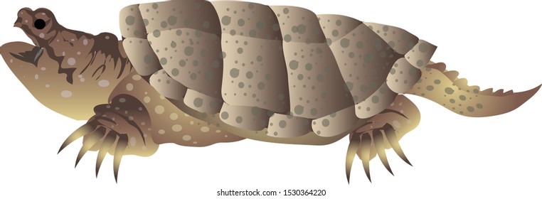 Common Snapping Turtle, Prehistoric Amphibius Freshwater Animal - Vector