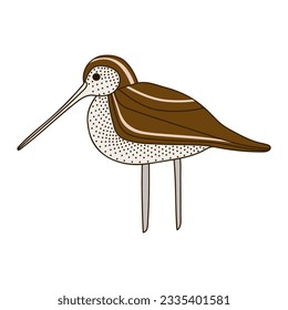 Common snipe - hand drawn vector illustration. Flat color design.