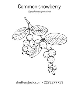 Common snowberry (Symphoricarpos albus), ornamental and medicinal plant. Hand drawn botanical vector illustration