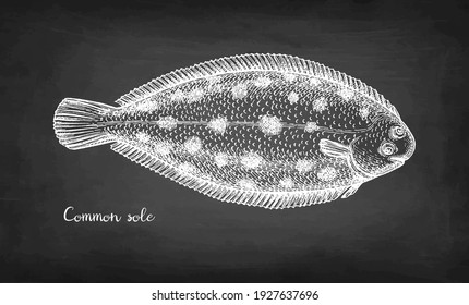 Common sole. Chalk sketch of flatfish. Hand drawn vector illustration on blackboard background. Retro style.