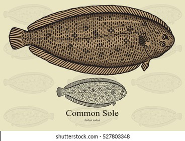 Common Sole, Dover Sole. Vector illustration with refined details and optimized stroke that allows the image to be used in small sizes (in packaging design, decoration, educational graphics, etc.)