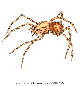 Common Spitting Spider. Scytodes thoracica. Colorful, hand-drawn, vector illustration. Picturesque. Unique detailed stylization. Print on sketchbooks, stickers, postcards, cups, clothes, posters.