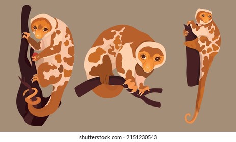 Common spotted cuscus. Marsupial white cuscus collection.