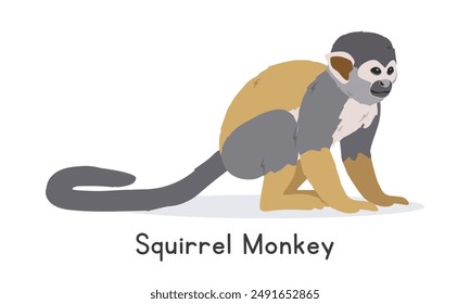 Common squirrel monkey vector illustration, cartoon clipart character, animal in flat style. Wild animals, wild creatures, wildlife concept. Squirrel monkey vector design isolated on white