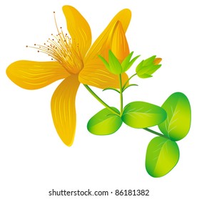 Common St. Johnswort Flower ( Tutsan ) Isolated On White, Vector