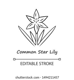 Common star lily linear icon. Thin line illustration. Blooming wildflower. Spring blossom. Toxicoscordion fremontii plant inflorescence. Star zigadene. Vector isolated outline drawing. Editable stroke