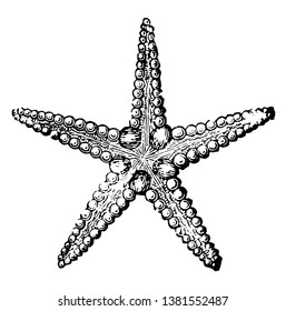 3,876 Starfish engraving Images, Stock Photos & Vectors | Shutterstock