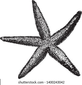 Common Starfish is the most common and familiar starfish in the north east Atlantic and belonging to the family Asteriidae, vintage line drawing or engraving illustration.