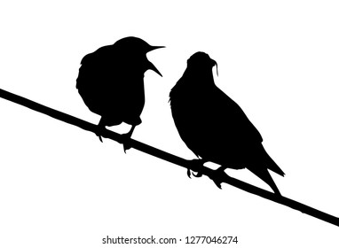 Common starling (Sturnus vulgaris) feeds chick on the power line silhouette