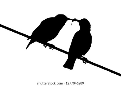 Common starling (Sturnus vulgaris) feeds chick on the power line silhouette