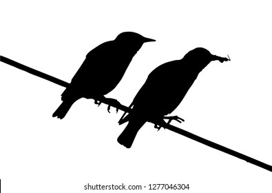 Common starling (Sturnus vulgaris) feeds chick on the power line silhouette