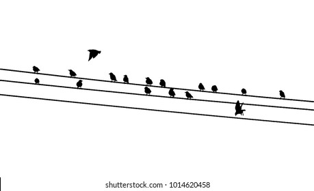 Common starlings (Sturnus vulgaris) on the power line. Vector silhouette a flock of birds