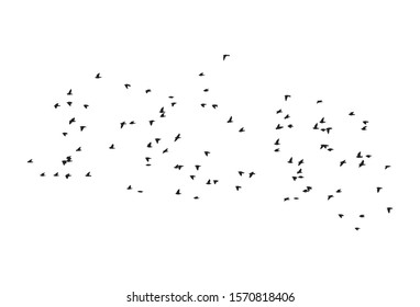 Common starlings wedge in flight. Vector silhouette a flock of birds