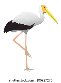 Common Stork walking with a long beak