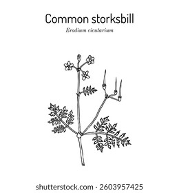 Common storksbill (Erodium cicutarium), medicinal and edible plant. Hand drawn botanical vector illustration