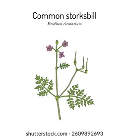 Common storksbill (Erodium cicutarium), medicinal and edible plant. Hand drawn botanical vector illustration