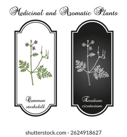 Common storksbill (Erodium cicutarium), medicinal and edible plant. Hand drawn botanical vector illustration