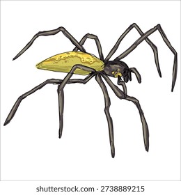 Common Stretch Spider. Tetragnatha extensa. Colorful, hand-drawn, vector illustration. Picturesque. Unique detailed stylization. Print on sketchbooks, stickers, postcards, cups, clothes, posters.
