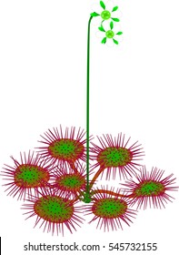 common sundew - vector illustration