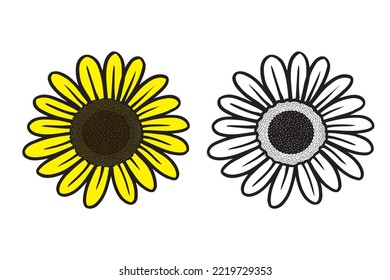Common Sunflower vector illustration, Yellow flower