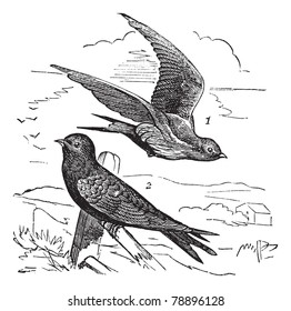 Common Swift or Apus apus, vintage engraving. Old engraved illustration of Common Swift female (1) flying and male (2) waiting on a branch.  Trousset encyclopedia (1886 - 1891)