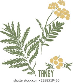 Gemeine Tansieblumen in Vektorsilhouette. Tanacetum vulgare Heilkräuterbild. Set von Vektorgrafik botanischer Illustration von Tansy Pflanze in Farbe für die Medizin. Tansa in Kontur und Farbe einzeln
