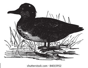 Common Teal or Anas crecca or Eurasian Teal or The teal, vintage engraving. Old engraved illustration of Common Teal. Trousset encyclopedia (1886 - 1891).