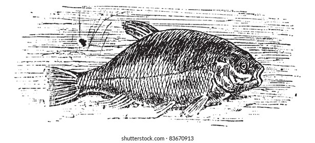 Common tench (Cyprinus tinca), vintage engraved illustration. Trousset encyclopedia (1886 - 1891).