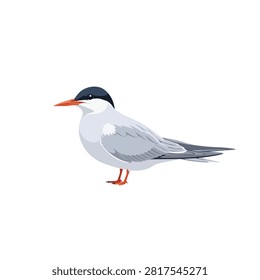 Common Tern Bird Illustration Isolated on White Background - Elegant Seabird Vector Graphic Design