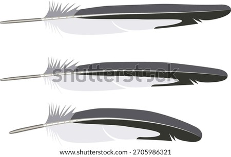 common tern Sterna hirundo feathers.