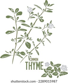 Common Thyme stem in vector silhouette. Thymus vulgaris herb image. Set of vector botanical illustration of Thyme for medicine. Contour and colored silhouette of German Thyme or Winter Thyme singly