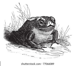 Common Toad or Bufo sp., vintage engraving. Old engraved illustration of a Common Toad. Trousset Encyclopedia