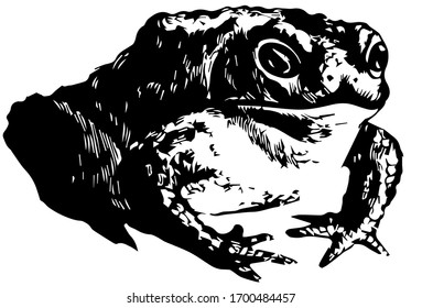 Common Toad Which Is Similar To Frogs But Generally Are More Squat And Sedentary, Vintage Line Drawing Or Engraving Illustration.