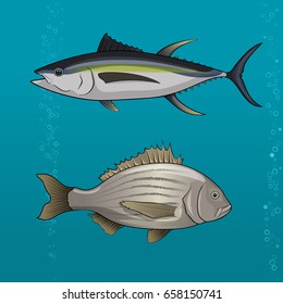 Common tune and seabream. Vector illustration