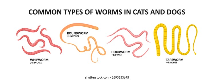Common types of worms in Cats and Dogs