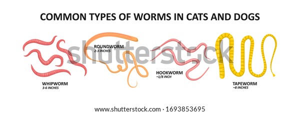 Common Types Worms Cats Dogs Stock Vector (Royalty Free) 1693853695 ...