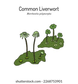 Common or umbrella liverwort (Marchantia polymorpha), medicinal plant. Hand drawn botanical vector illustration