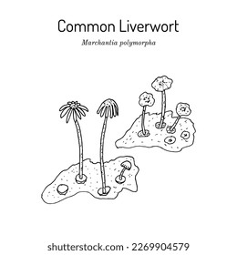 Common or umbrella liverwort (Marchantia polymorpha), medicinal plant. Hand drawn botanical vector illustration