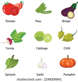 Common Vegetables with Names vector