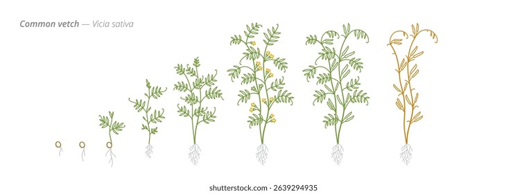 Common Vetch Growth Stages Vector Illustration - Vicia sativa Development Cycle