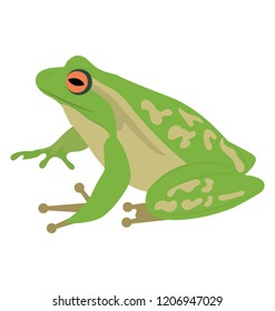 
Common water frog in front of a white background 
